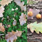 Forest School 55 - image 2 Forest School 55 - image 2