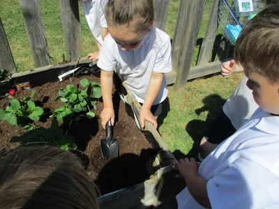Planting - image 37