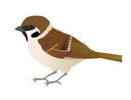 Sparrows