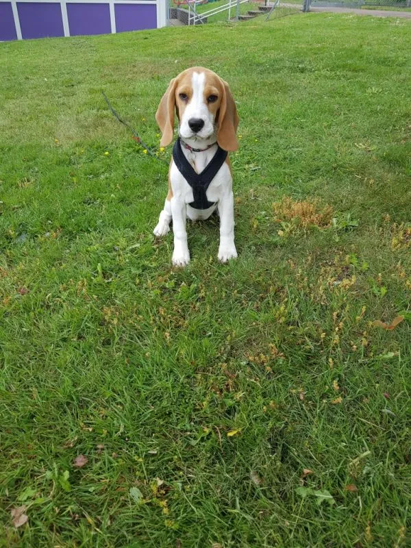 Our School - Bella 10 - image 2