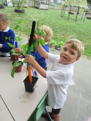 Giant Beanstalks - image 11