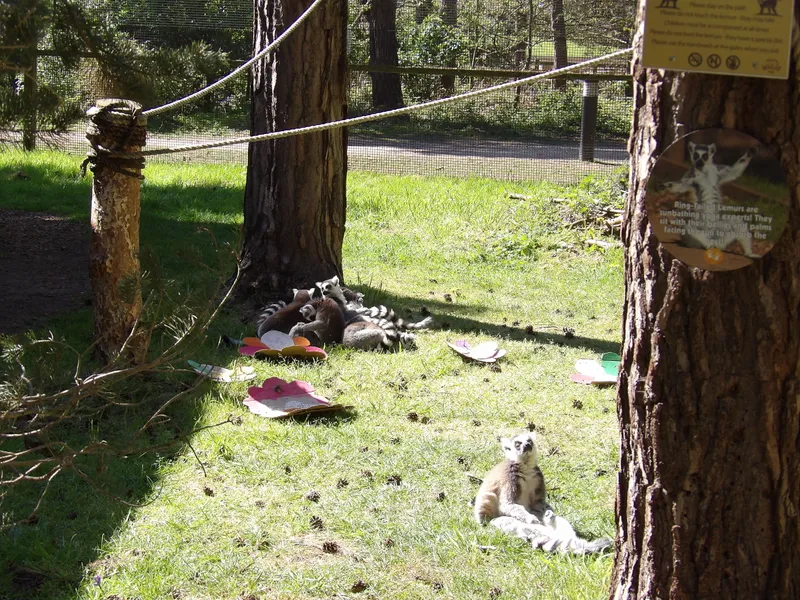 Y3 Yorkshire Wildlife Park Trip - image 65
