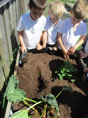 Planting - image 16