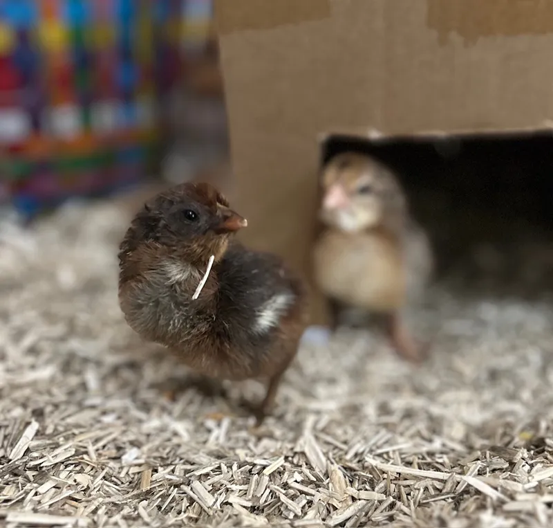 Gallery - created at 2025-05-15 20:09:46 - image 6