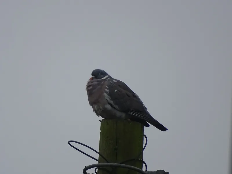 Gallery - created at 2019-05-10 15:17:23 - image 7 Gallery - created at 2019-05-10 15:17:23 - image 7