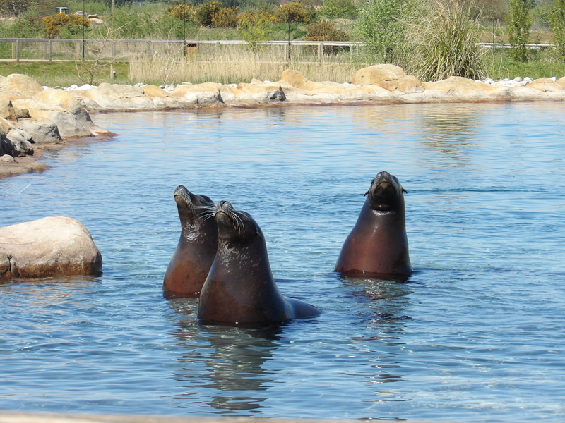 Y3 Yorkshire Wildlife Park Trip