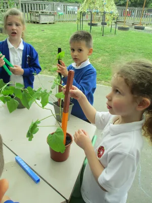 Giant Beanstalks - image 15