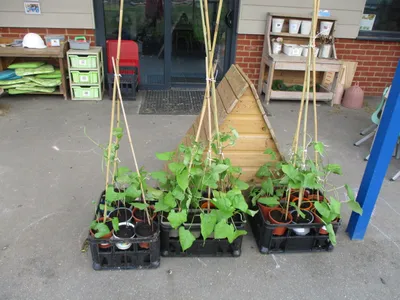 Giant Beanstalks - image 7
