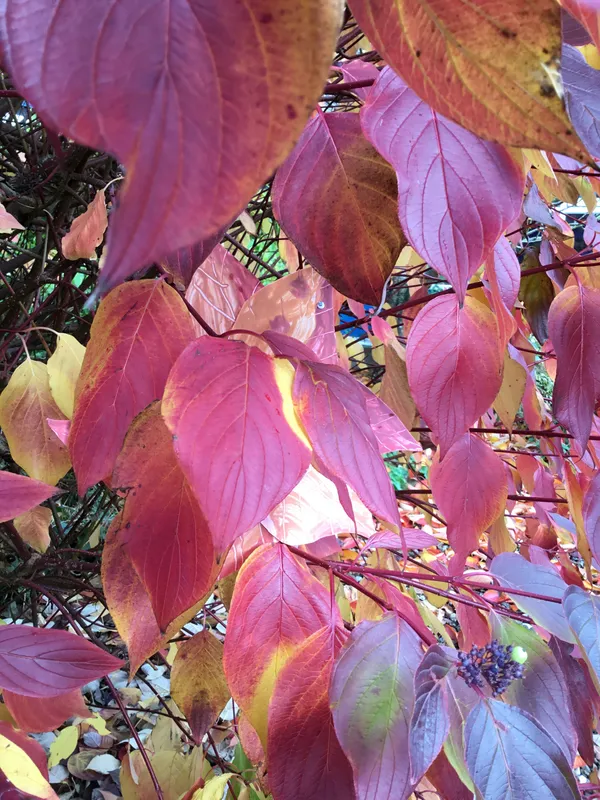 Gallery - created at 2019-11-06 20:19:44 - image 8 Gallery - created at 2019-11-06 20:19:44 - image 8