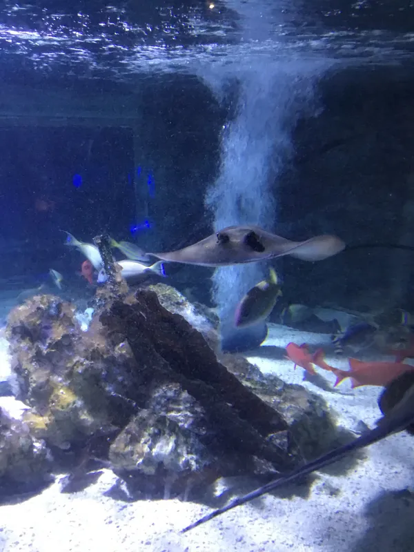 Year 5 Sealife Centre  - image 66