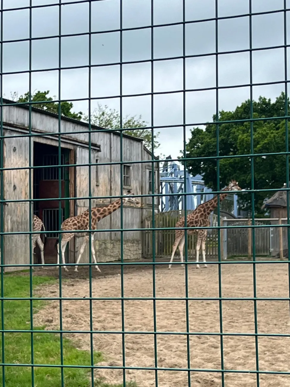 Gallery - created at 2024-06-06 15:03:55 - image 66