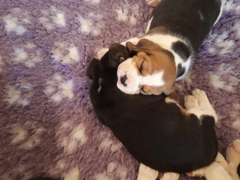 Our School - Bella 13 - image 5