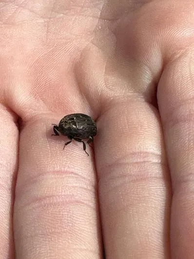 Summer 2023 - 21st June - Oaks - Stoupe Brow Moorland Walk - wildlife, map work (National Parks) - image 9 Summer 2023 - 21st June - Oaks - Stoupe Brow Moorland Walk - wildlife, map work (National Parks) - image 9