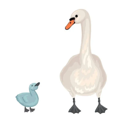 Cygnet & Swan      Nursey 