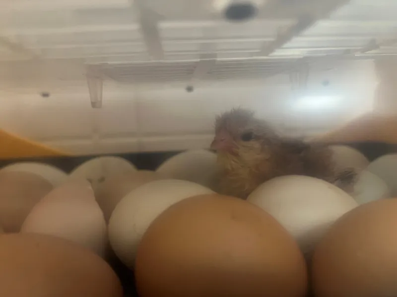 Gallery - created at 2023-05-05 11:29:48 - image 10