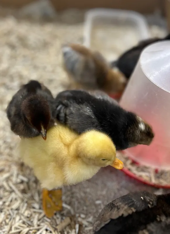 Gallery - created at 2025-05-23 15:26:33 - image 2