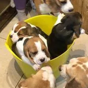 Our School - Bella 13 - image 11