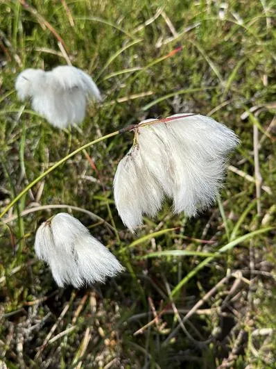 Summer 2023 - 21st June - Oaks - Stoupe Brow Moorland Walk - wildlife, map work (National Parks) - image 2 Summer 2023 - 21st June - Oaks - Stoupe Brow Moorland Walk - wildlife, map work (National Parks) - image 2