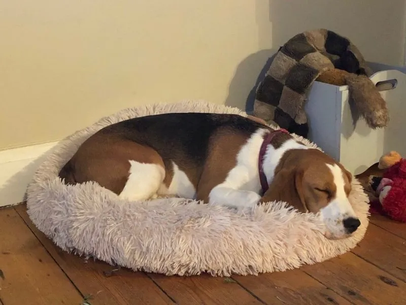 Our School - Bella 5 - image 2