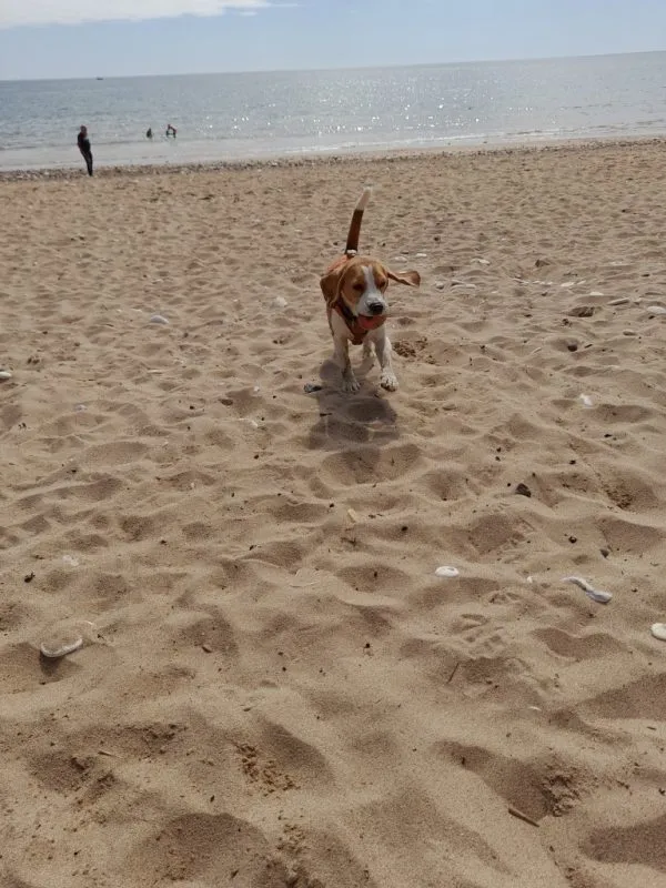 Our School - Bella 1 - image 2