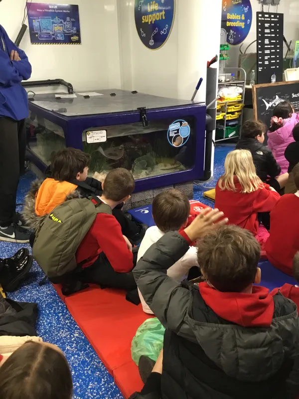Year 5 Sealife Centre  - image 30