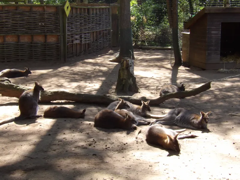 Y3 Yorkshire Wildlife Park Trip - image 66