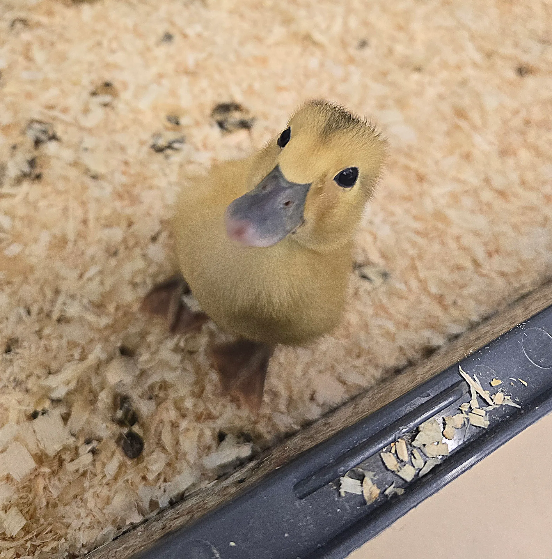 Life Cycles - image 1