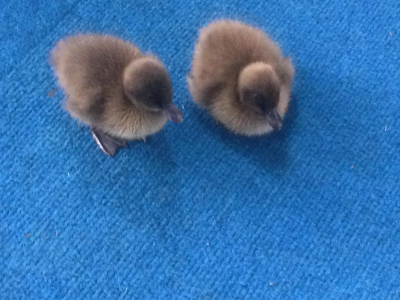 A Date with a Duck 2023 - image 1