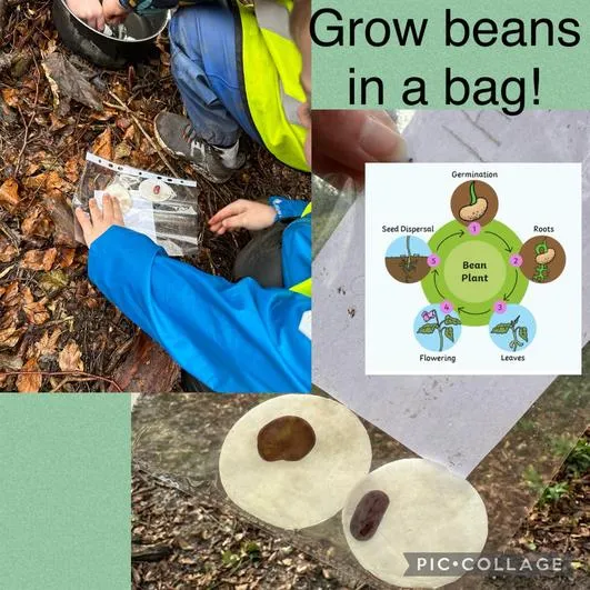 Spring 2024 - 21st February - Acorns - Beanstalk Soup; Growing Beans in a Bag: Searching for Continents - image 4 Spring 2024 - 21st February - Acorns - Beanstalk Soup; Growing Beans in a Bag: Searching for Continents - image 4