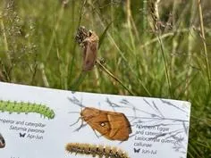 Forest School 63 - image 1 Forest School 63 - image 1