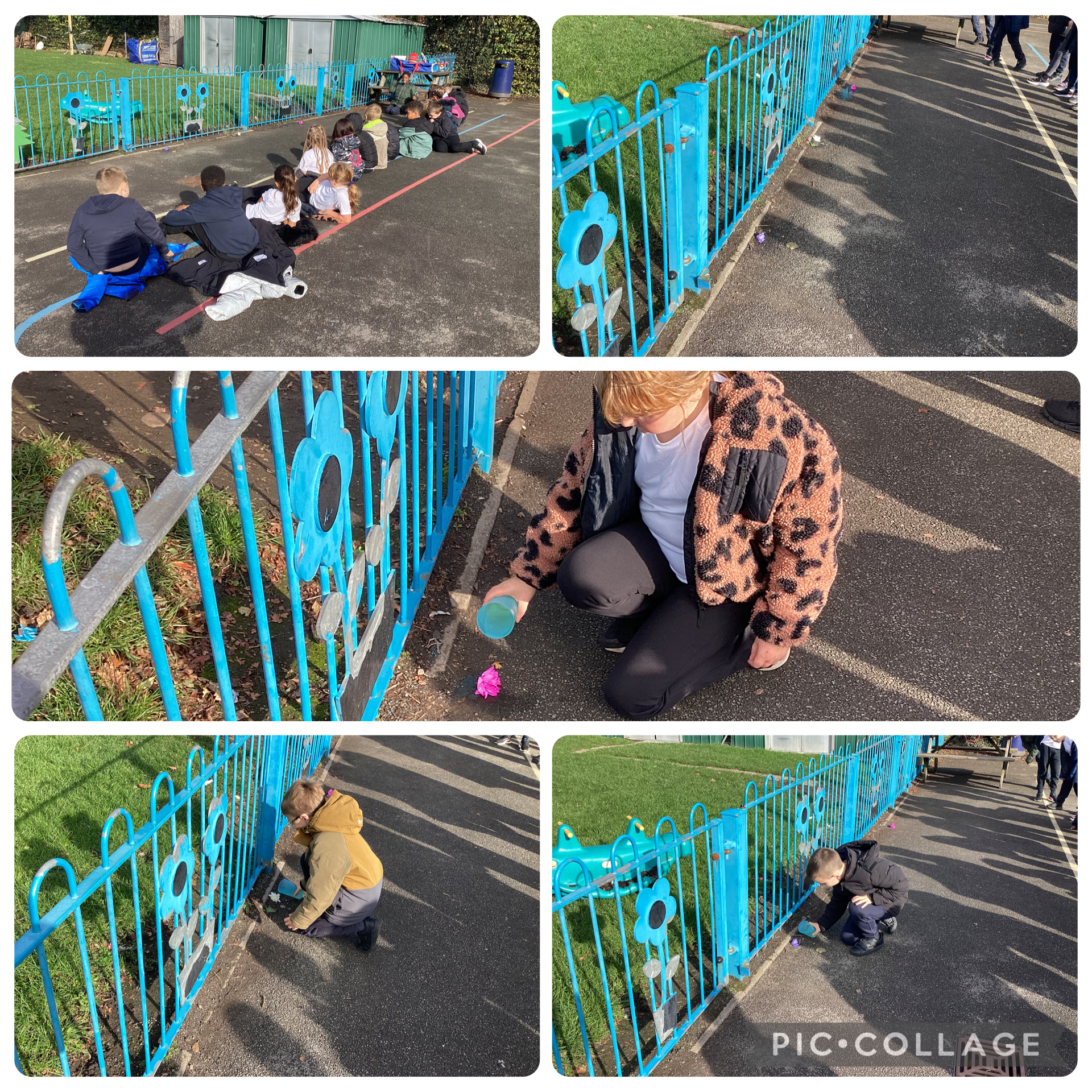 We conducted an experiment to find out what colour flower pollinating animals prefer. We poured sugar water onto the flowers to attract more pollinating animals. 