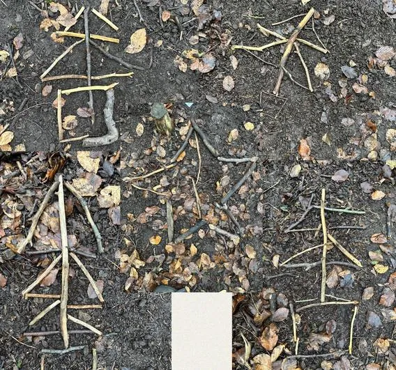 Autumn 2022 - November 30th - Saplings - Forest Maths (problem solving, lines of symmetry inc tool use, age of trees, circumference of trees, 2D shapes) - image 1 Autumn 2022 - November 30th - Saplings - Forest Maths (problem solving, lines of symmetry inc tool use, age of trees, circumference of trees, 2D shapes) - image 1