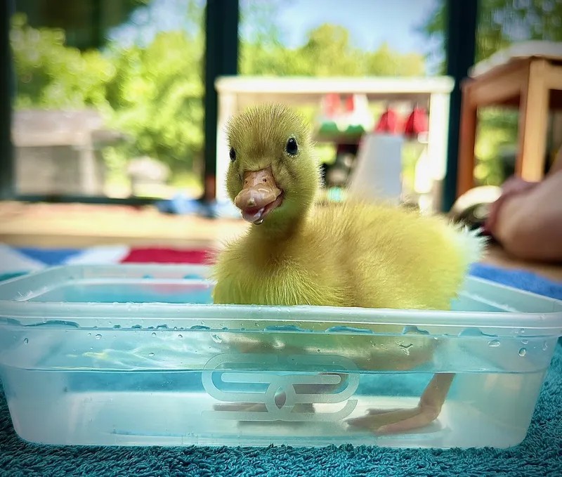 Gallery - created at 2025-06-16 18:31:47 - image 4