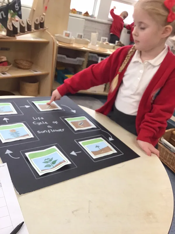 Sunflower - image 8 Sunflower - image 8