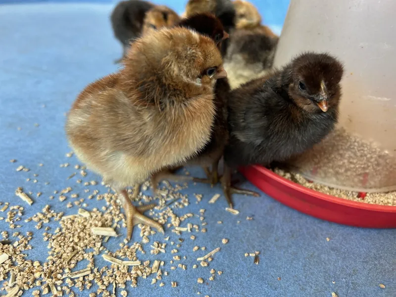 Gallery - created at 2025-05-15 20:09:46 - image 11