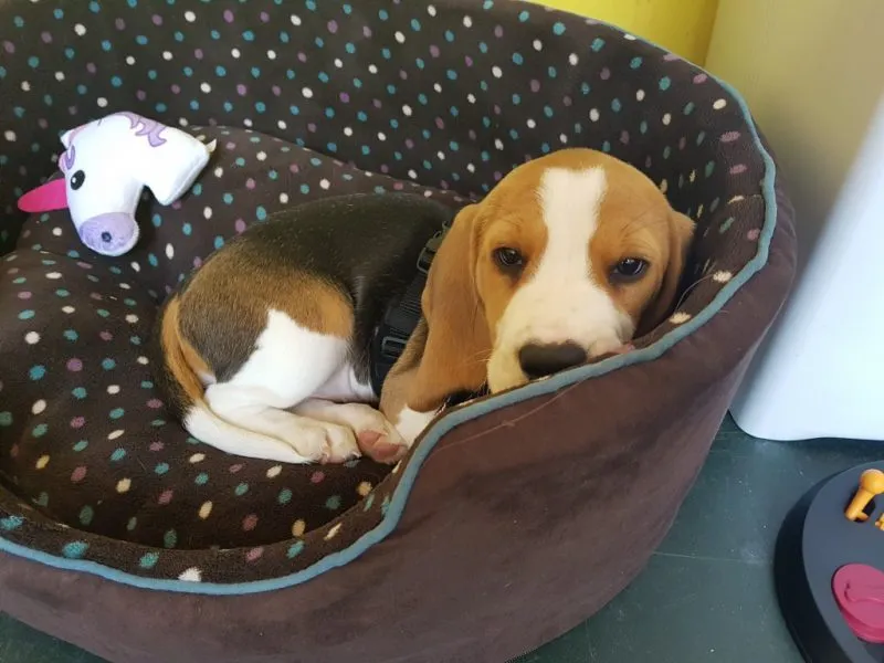 Our School - Bella 12 - image 1