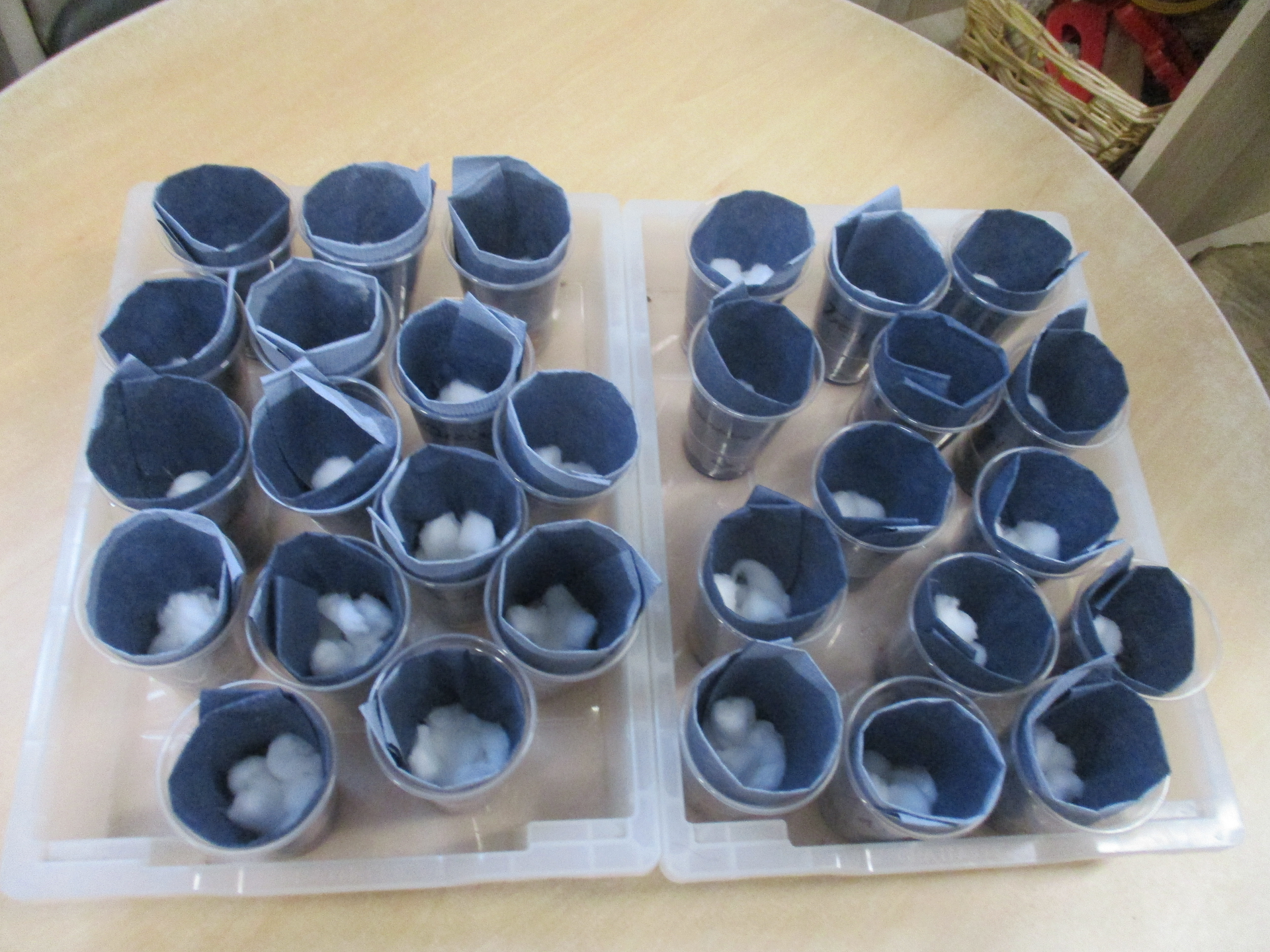 Parrots plant Broad beans and begin their growing adventure