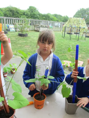 Giant Beanstalks - image 12
