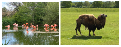 Y1 journey through Africa, via Whipsnade Zoo!...