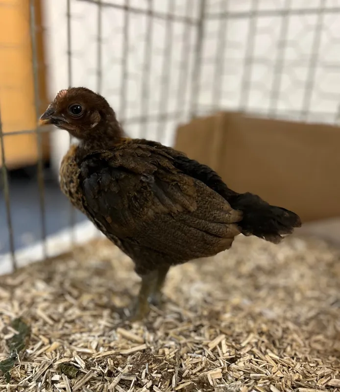 Gallery - created at 2025-06-06 11:32:24 - image 12