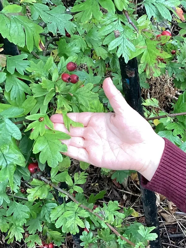 Gallery - created at 2025-09-16 16:30:01 - image 6