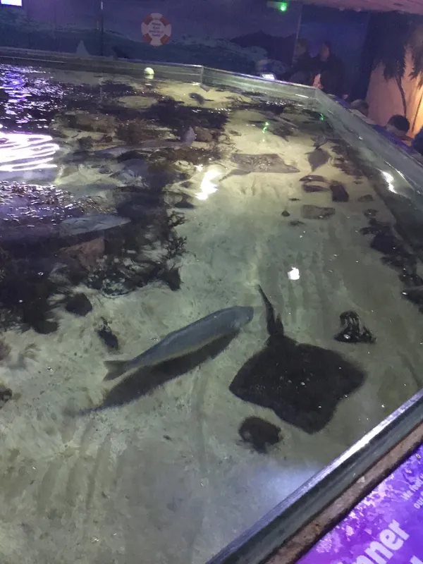 Year 5 Sealife Centre  - image 61