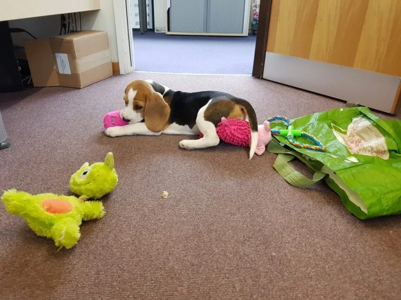 Our School - Bella 12 - image 3