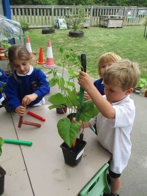 Giant Beanstalks - image 27