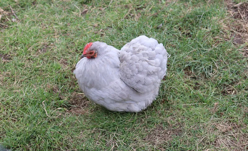 Farm march '26 - image 1 Farm march '26 - image 1