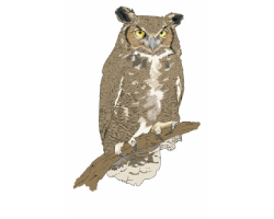 Owls