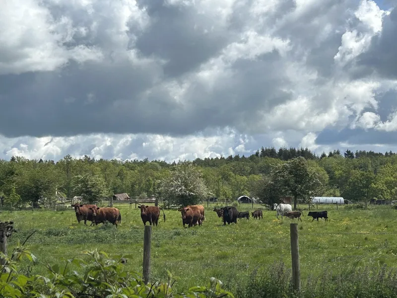 Blue Tin Visit  - image 17