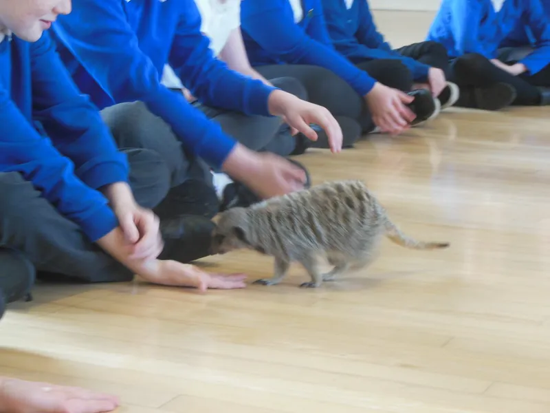 Y6 Reptile Rendezvous - image 20