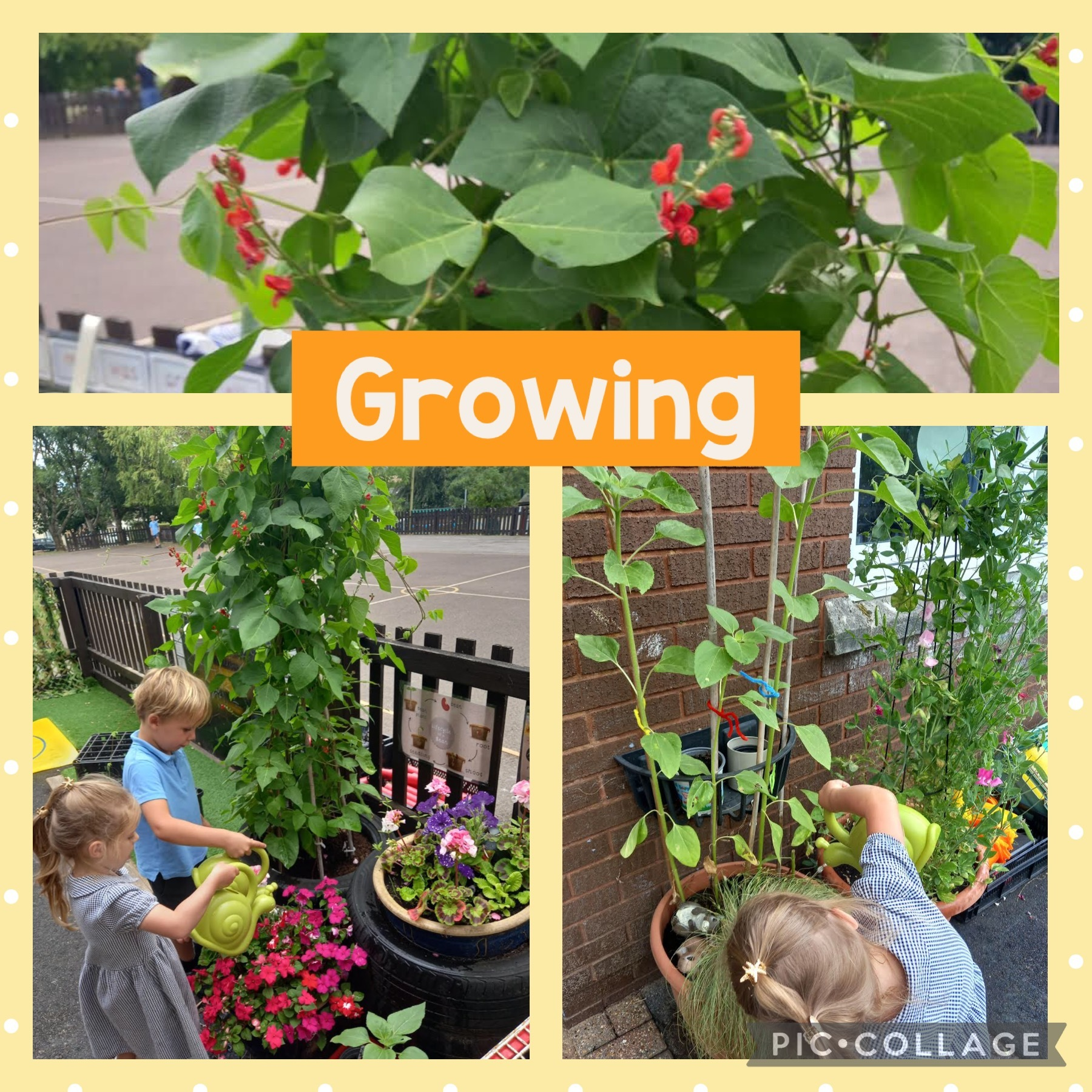 Growing