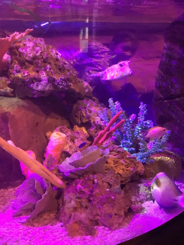 Year 5 Sealife Centre  - image 4